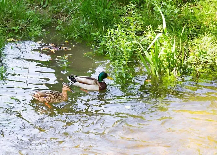 Dubravac * 트리발즈